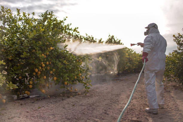 Best Termite Control Services  in Plattsburgh West, NY
