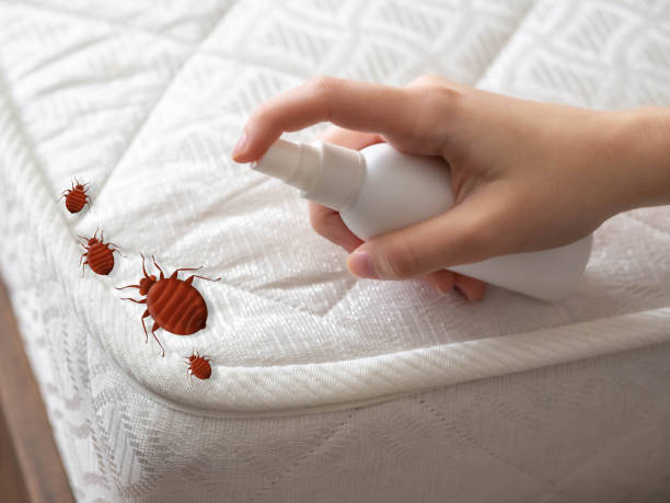 Best Spider Control Near Me  in Plattsburgh West, NY